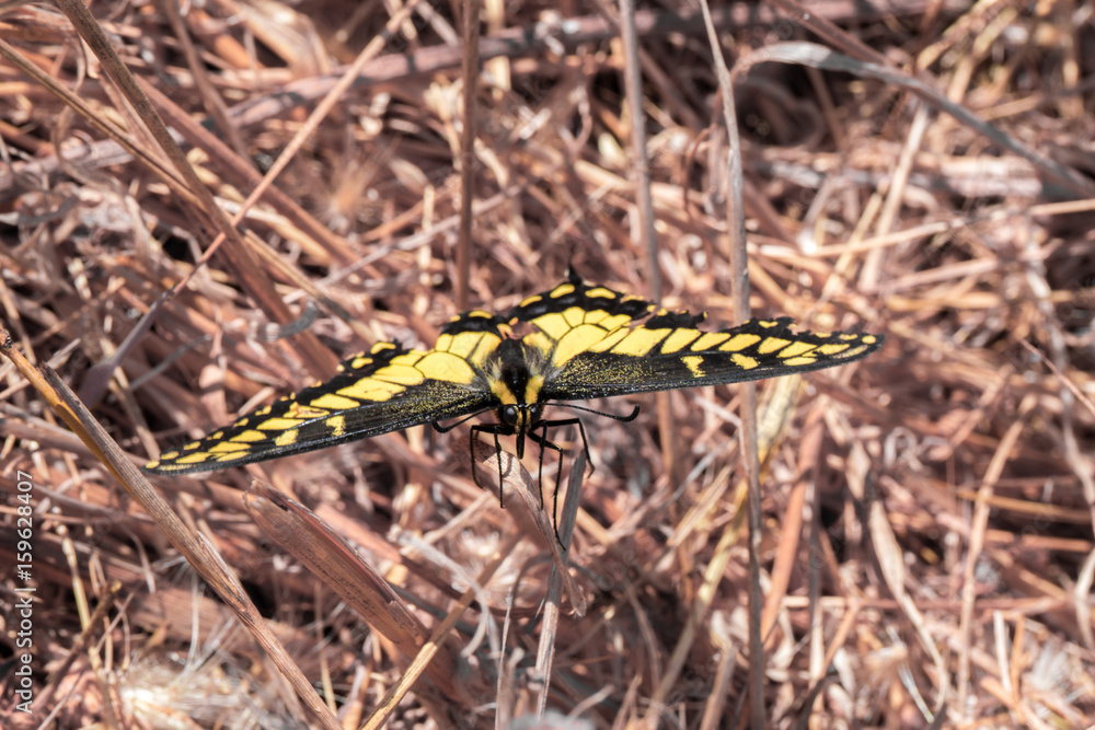 Anise Swallowtail - Papilio zelicaon. Santa Clara County, California, USA.