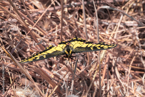 Anise Swallowtail - Papilio zelicaon. Santa Clara County, California, USA. © Yuval Helfman