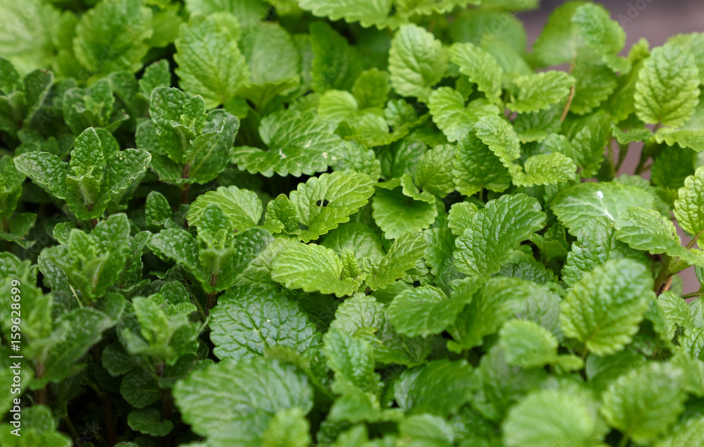 Green fresh mint leaves growing Green fresh mint leaves growing