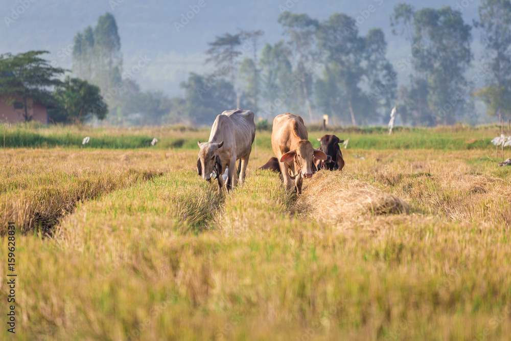 Cow eating grass at rice field