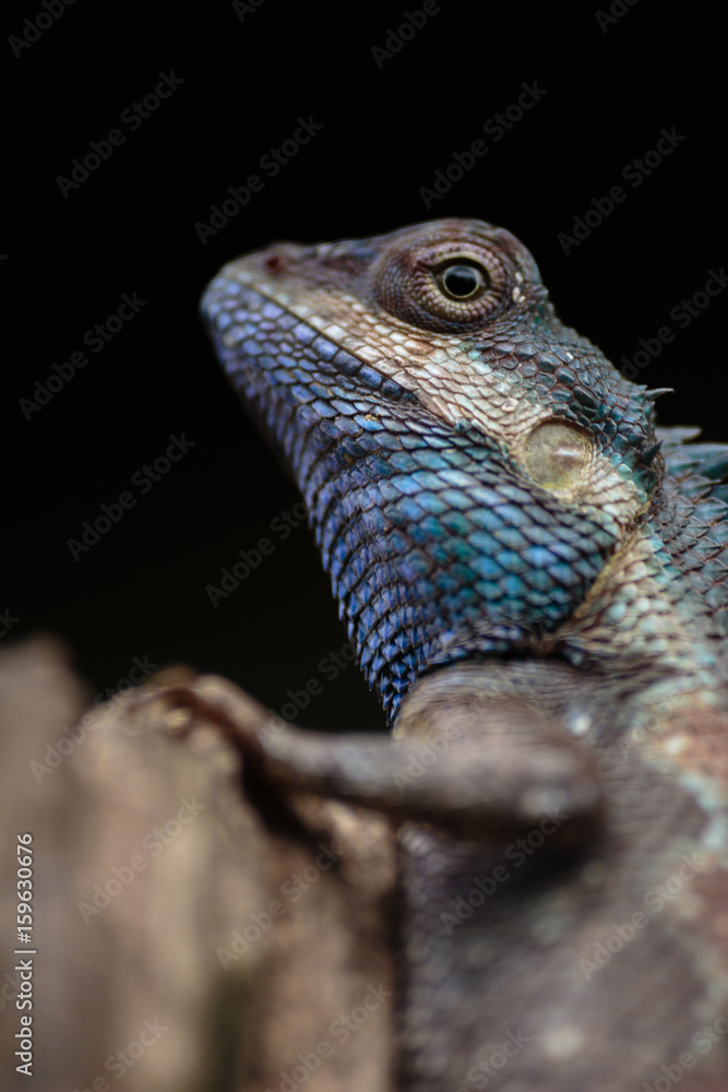 a close up shot of a blue lizard (lacerta viridis)