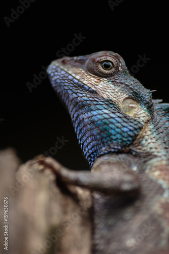 a close up shot of a blue lizard  lacerta viridis 