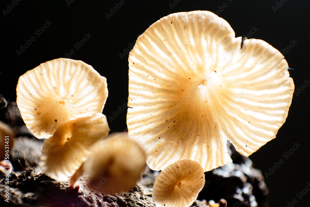 a macro shot of mushrooms a macro shot of mushrooms