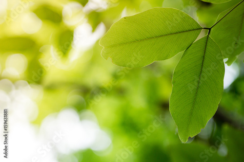 Beautiful green leaf background