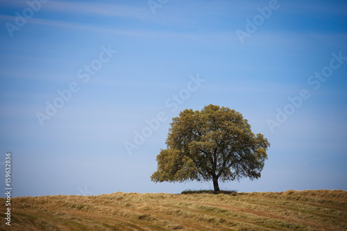 Lonely tree at the hill over blue sky