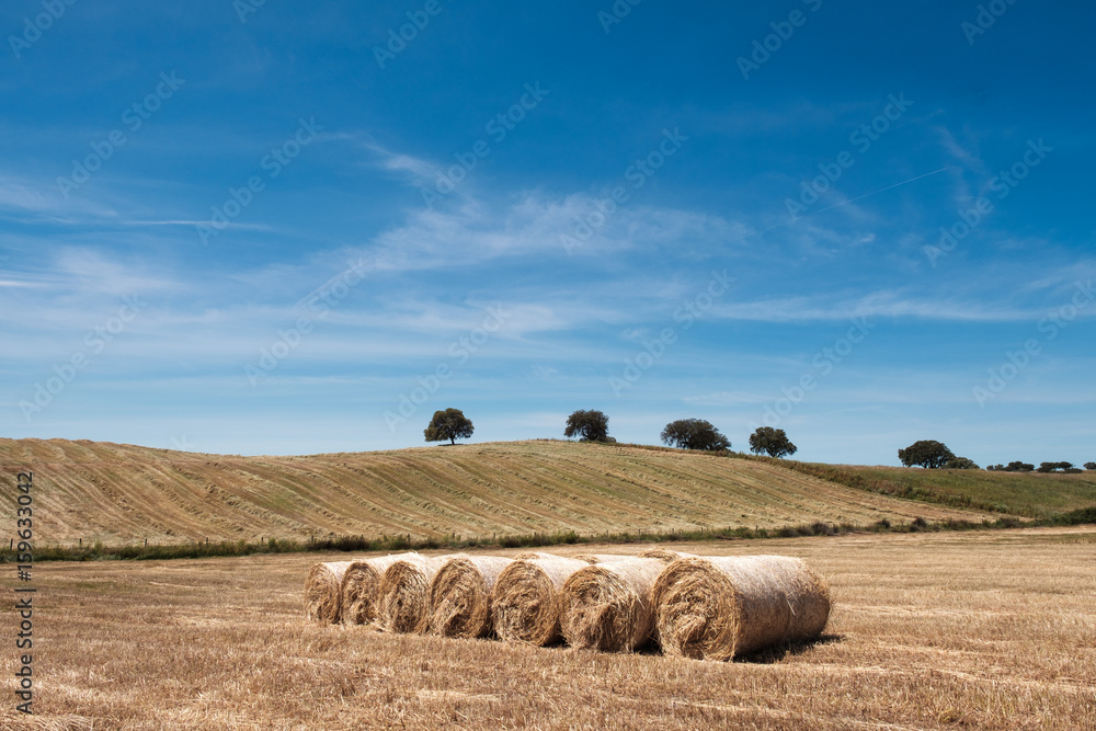 Farmland countryside landscape
