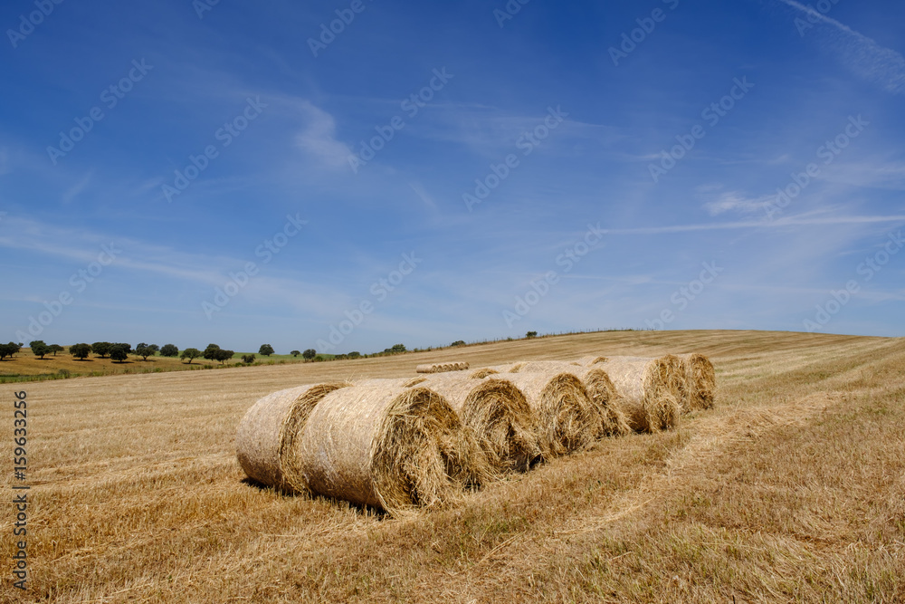 Farmland countryside landscape
