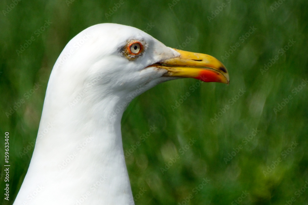 Black-backed gull, Inchcolm Island, Scotland Black-backed gull, Inchcolm Island, Scotland