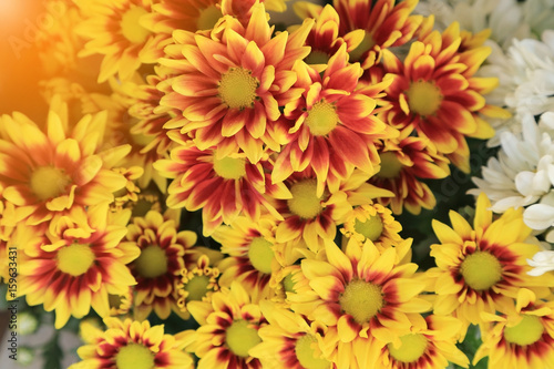 Colorful chrysanthemum flowers bouquet with light flare for background.