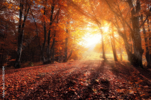 Autumn colors forest at sunny day