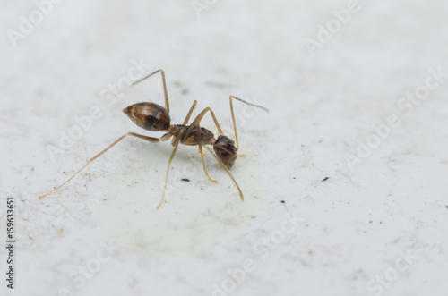 small feather ant eating syrup on marble table.