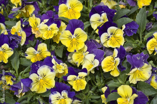 Yellow and purple pansies background.