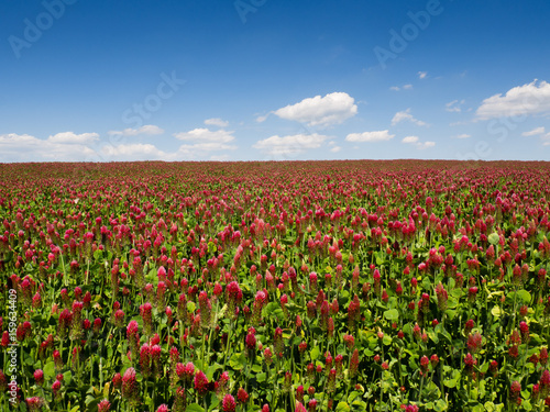 Field of blooming clover