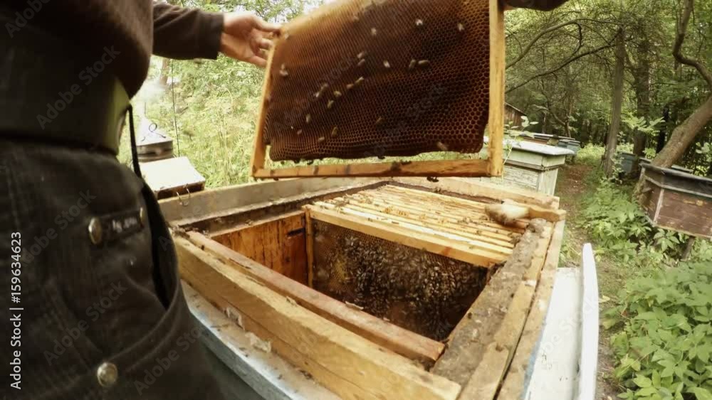 Hands of Beemaster Knock Bees From Frame For Honeycoms Detail Many Hives in Forest Hands of Beemaster Knock Bees From Frame For Honeycoms Detail Many Hives in Forest