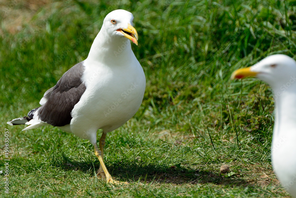 Black-backed gulls, Inchcolm Island, Scotland Black-backed gulls, Inchcolm Island, Scotland