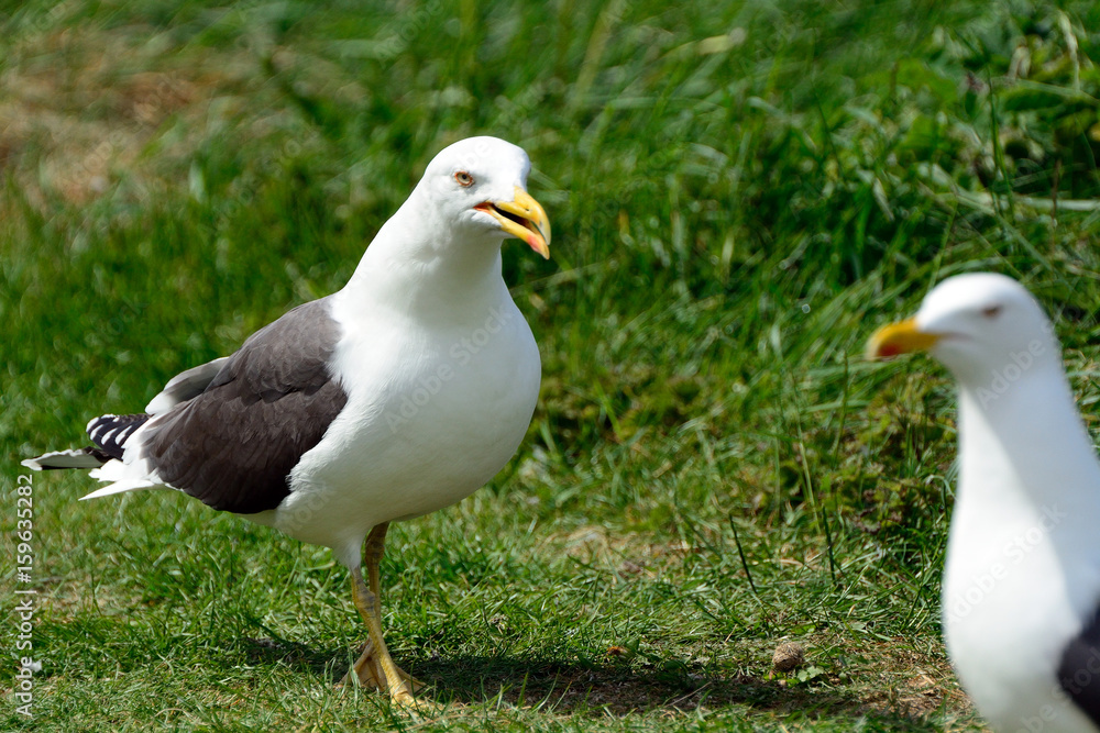 Black-backed gulls, Inchcolm Island, Scotland Black-backed gulls, Inchcolm Island, Scotland
