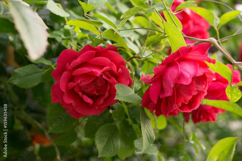 Tree rose. Slovakia