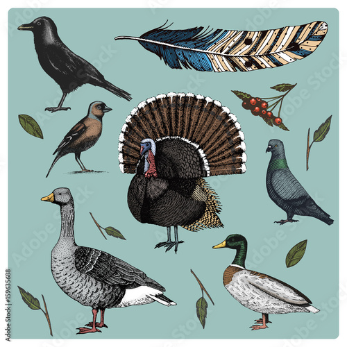 hand drawn vector realistic bird, sketch graphic style, set of domestic. turkey and duck. goose and crow. dove and sparrow. raven and feather.