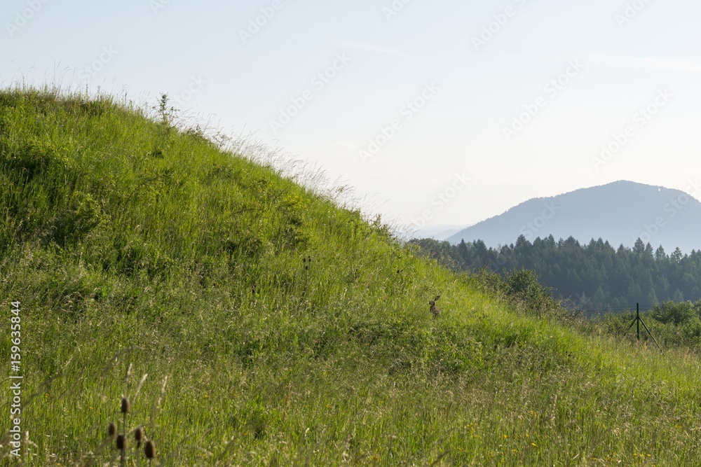 Rabbit in the grass. Slovakia