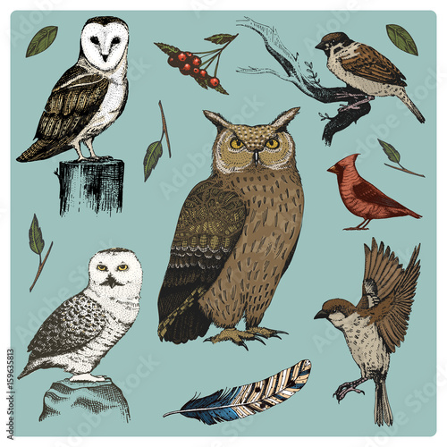 hand drawn vector realistic bird, sketch graphic style, set of domestic. turkey and duck. goose and red cardinal. dove and sparrow. raven and feather. typo alba, white owl, barn, long-eared.