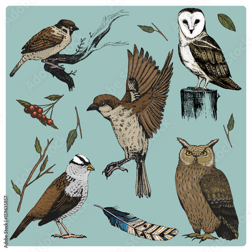 hand drawn vector realistic bird, sketch graphic style, set of domestic. turkey and duck. goose and red cardinal. dove and sparrow. raven and feather. typo alba, white owl, barn, long-eared.