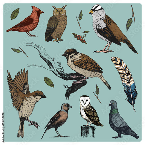 hand drawn vector realistic bird, sketch graphic style, set of domestic. turkey and duck. goose and red cardinal. dove and sparrow. raven and feather. typo alba, white owl, barn, long-eared.