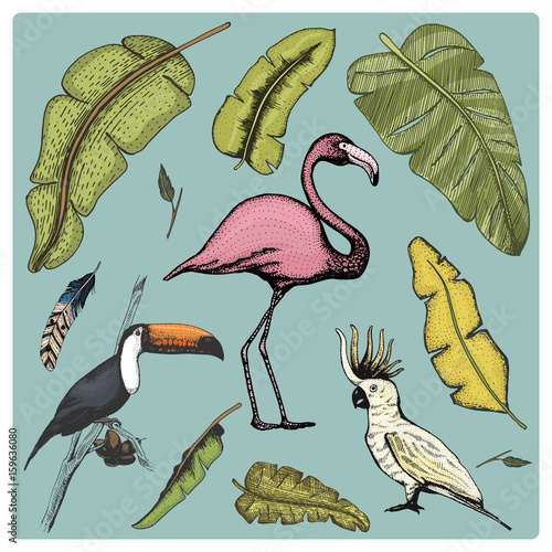 hand drawn vector realistic bird, sketch graphic style, set of domestic. cockatoo parrot, toco toucan and flamingo.
