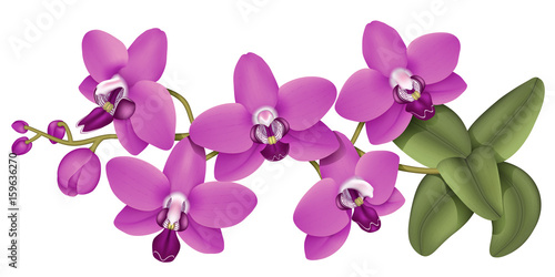 Horizontal branch of orchid flowers. Realistic vector illustration on isolated background.