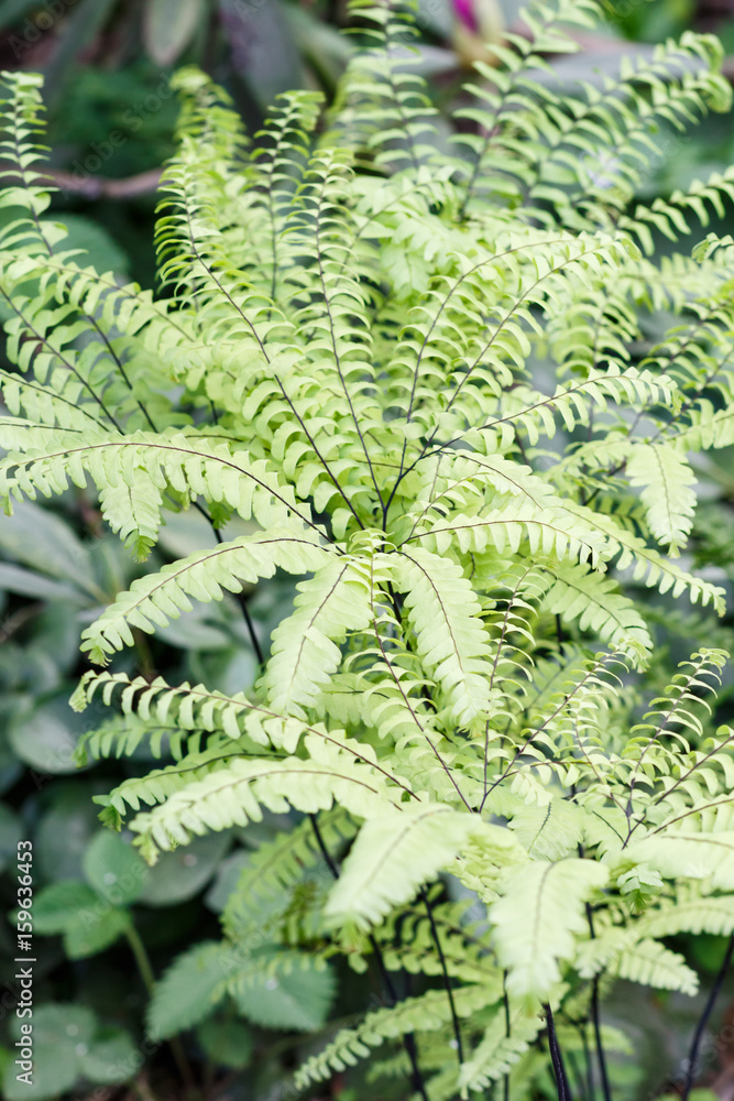 Beautiful maidenhair in the garden. Beautiful maidenhair in the garden.
