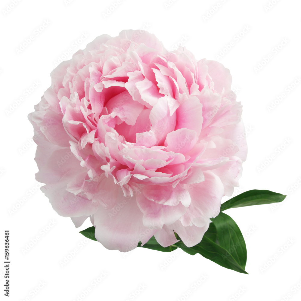 Fototapeta Różowa peonia odizolowywająca na białym tle
