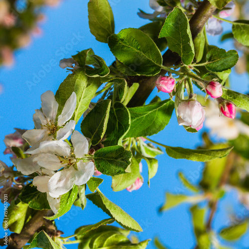 bluming apple tree photo