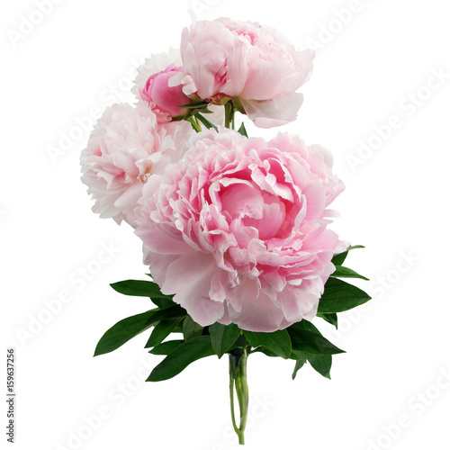 Pink peony flower isolated on white background