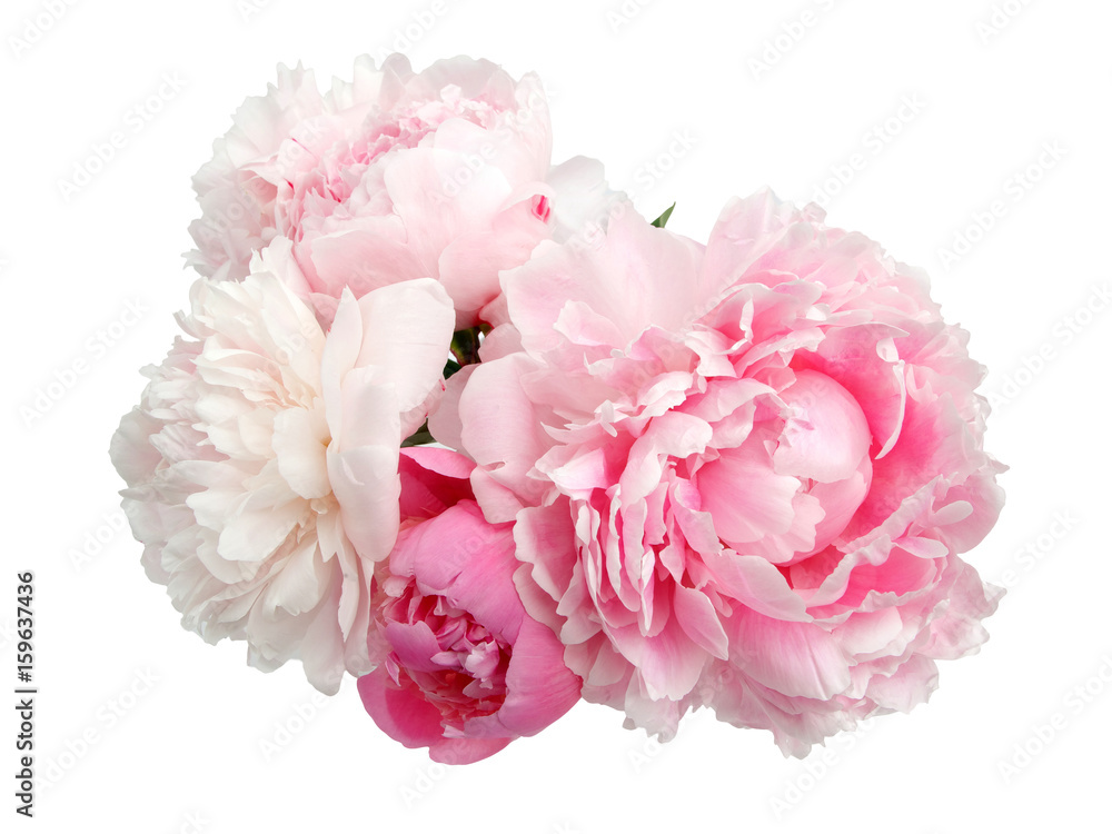 Obraz premium Różowa piwonia kwiat na białym tle