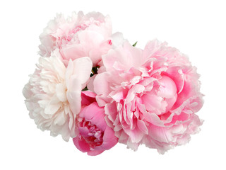 Pink peony flower isolated on white background