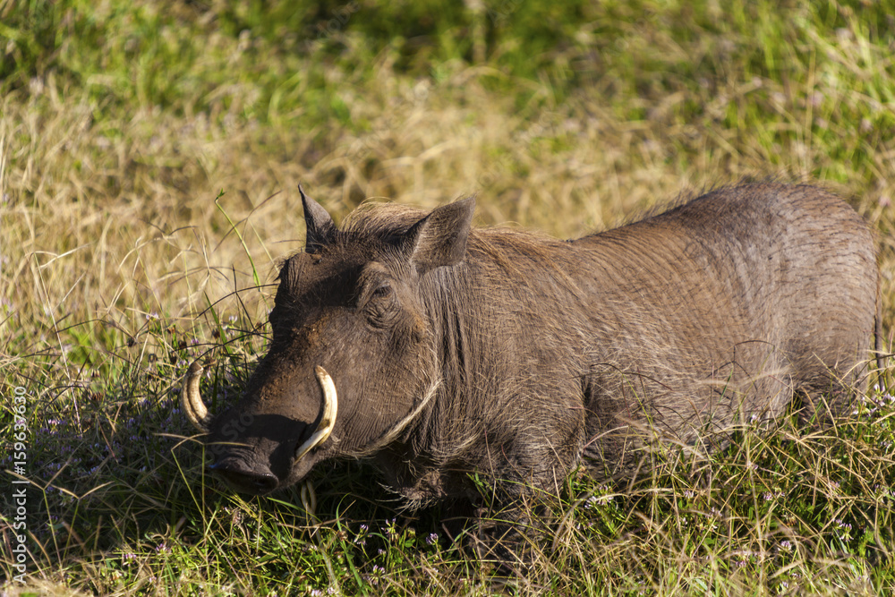 Warthog, Phacochoerus aethiopicus, single mammal, Tanzania Africa, The common warthog is a wild member of the pig family found in grassland, savanna 