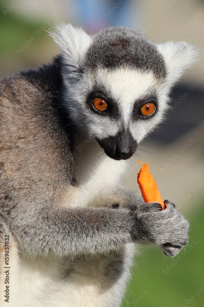 Fototapeta premium Lemur eats