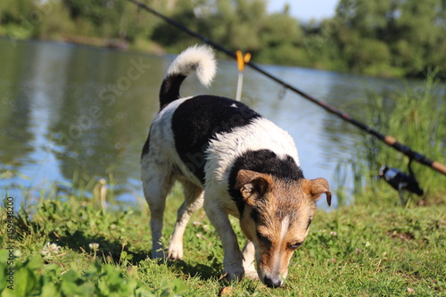 Jack Russel
