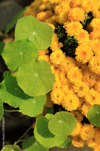 Green water pennywort plant leave and yellow chrysanthemum flowers in sunlight, natural garden background.