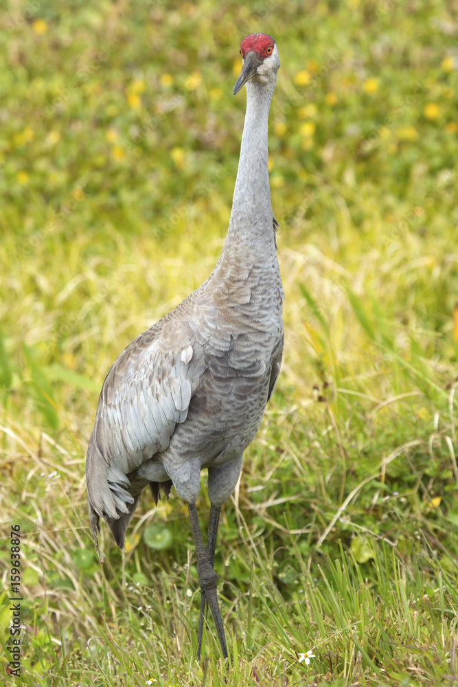 Fototapeta premium Sandhill crane at a swamp in Orlando Wetlands Park.