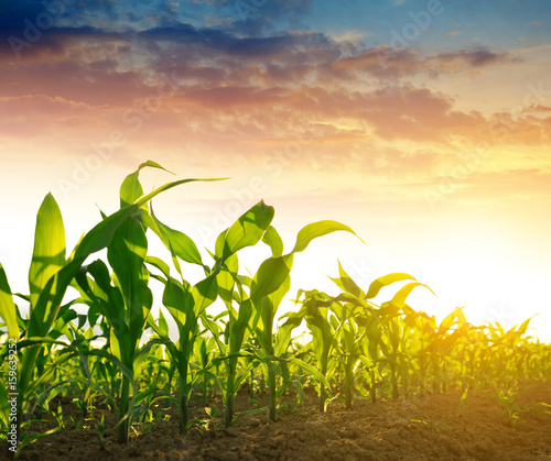 Billede på lærred Green corn field in the sunset.