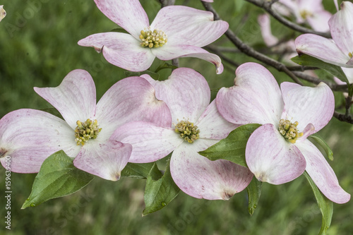 Flowering Pink Dogwood Tree in blossom photo