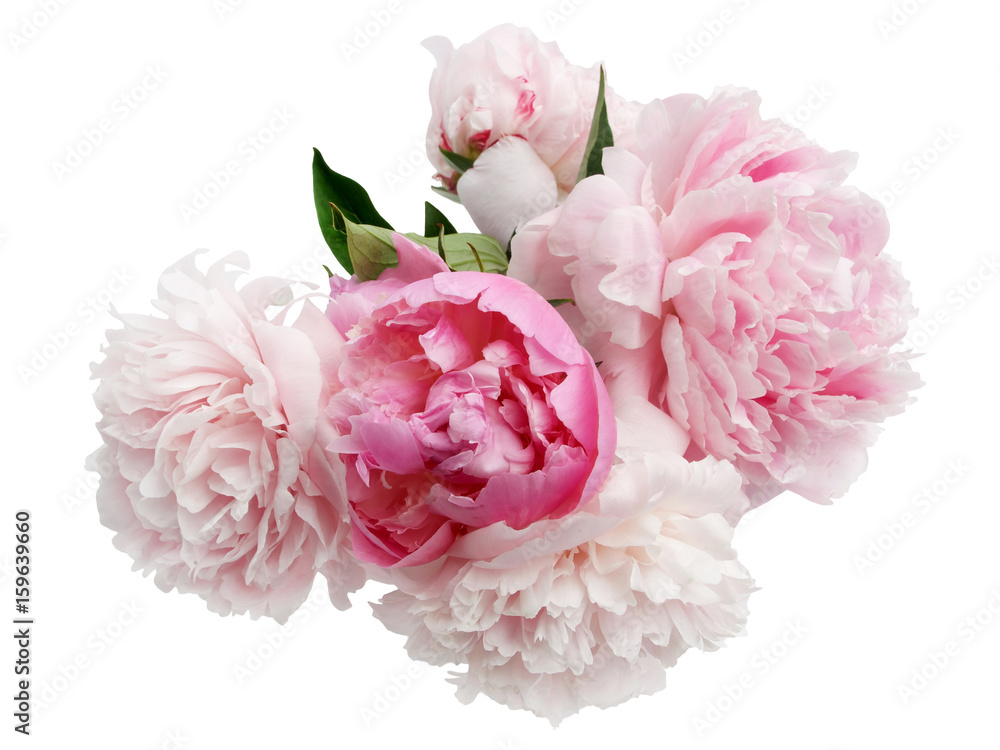 Fototapeta Piękny różowy Peoni kwiat na lekkim tle