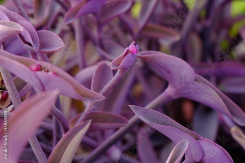 Tradescantia purple