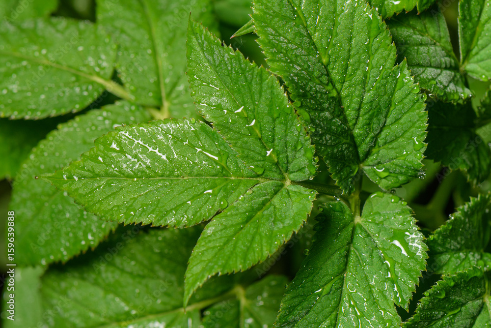 One branch with green leaves of wet after rain for the whole frame One branch with green leaves of wet after rain for the whole frame