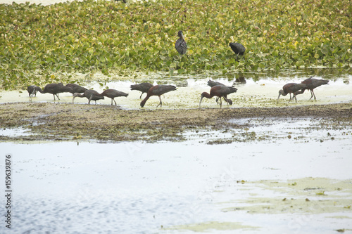 Flock of glossy ibises feeding at Orlando Wetlands Park, Florida.