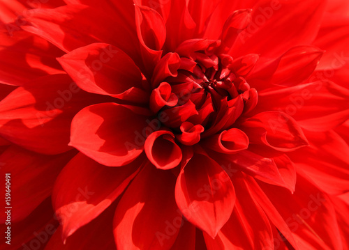 Close up of red dahlia petal for background.