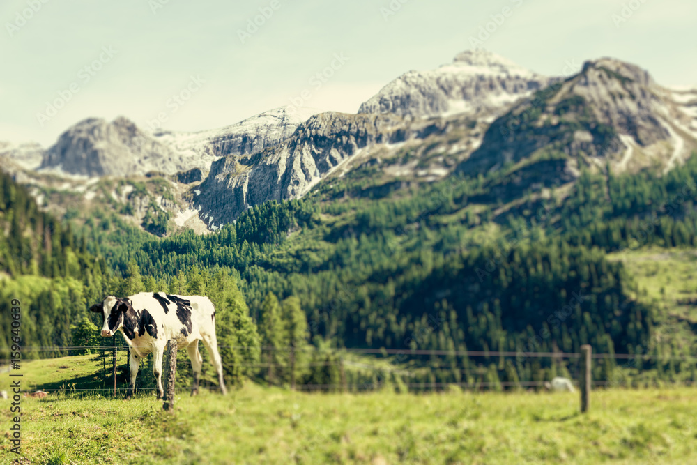 Kühe auf der Weide in den Österreichischen Alpen
