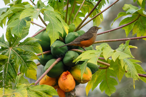Sabiá laranjeira - Ave comum da América do Sul conhecida como árvore sabiá-laranjeira empoleirada em um ramo da árvore de papaia. photo