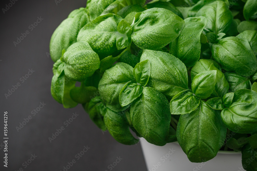 Fresh Basil with water drops closeup. Herbs. Selective focus - obrazy, fototapety, plakaty 