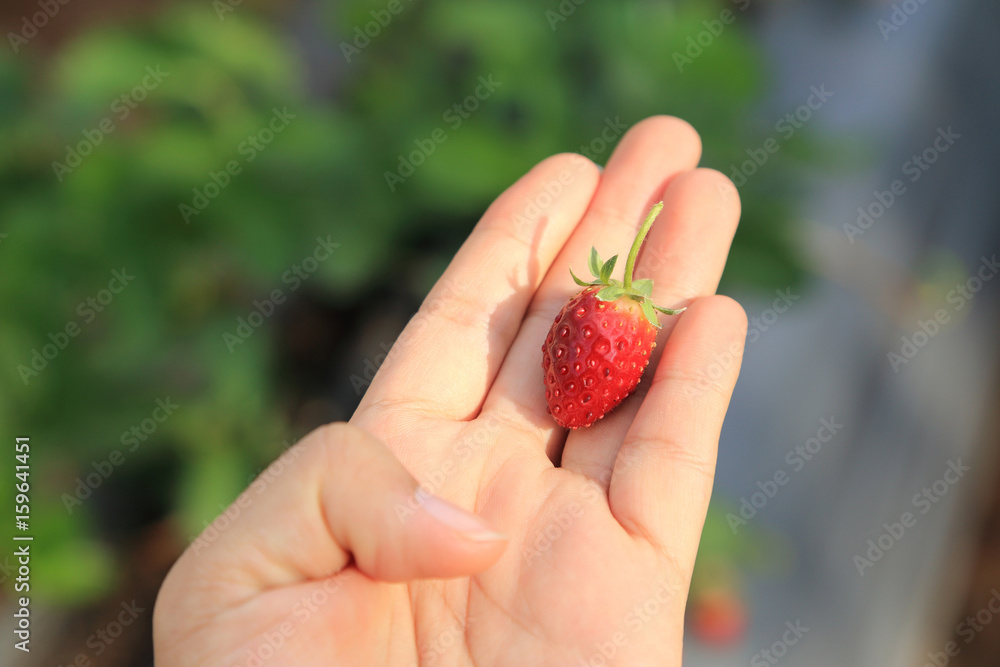 Red strawberry on palm with blurred background of orchard. Red strawberry on palm with blurred background of orchard.